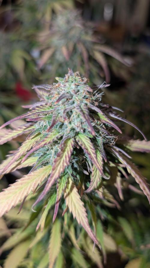 Last Auto Run. Week 11