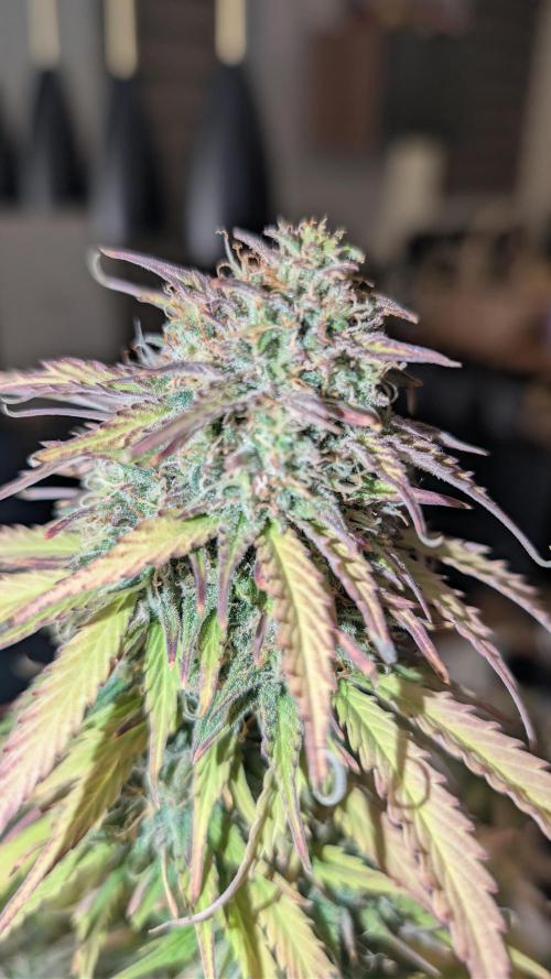 Last Auto Run. Week 11