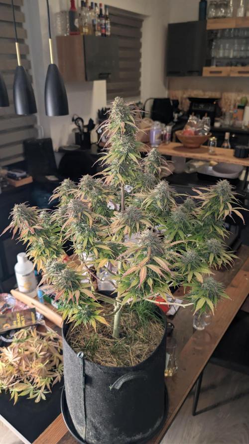 Last Auto Run. Week 11