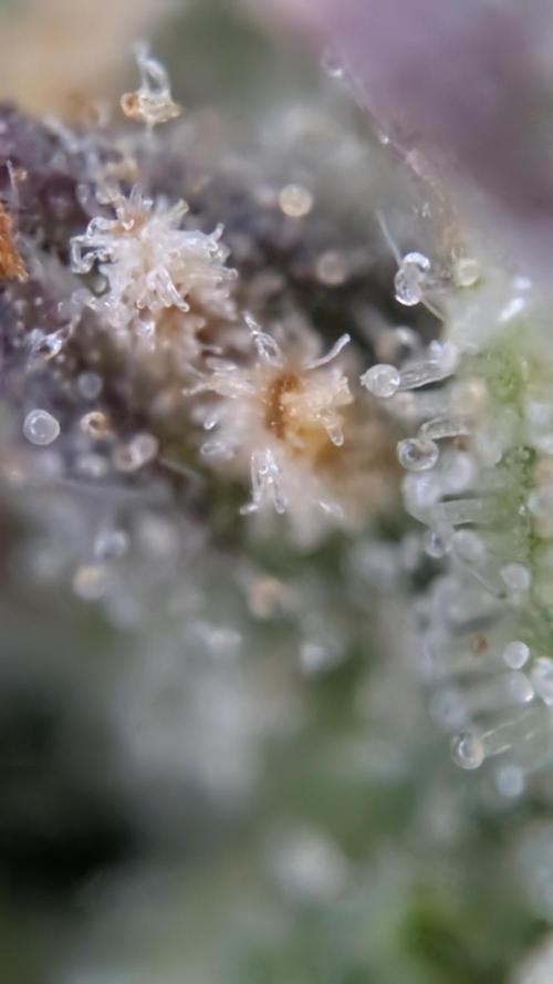 Last Auto Run. Week 11