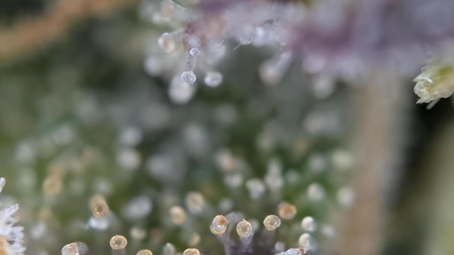 Last Auto Run. Week 11