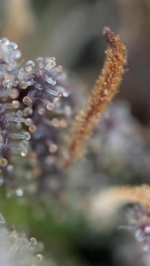 Last Auto Run. Week 11