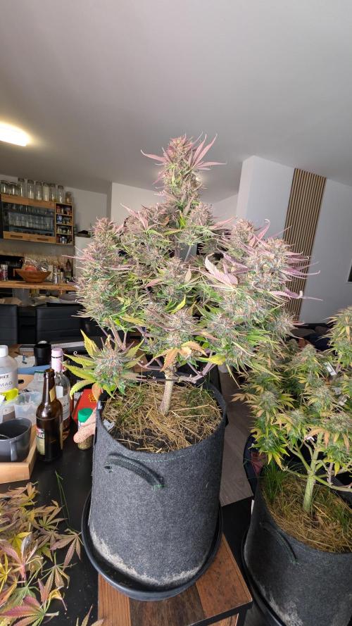 Last Auto Run. Week 11