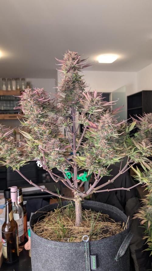 Last Auto Run. Week 11