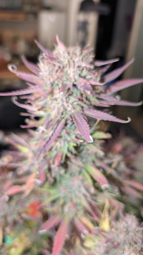 Last Auto Run. Week 11