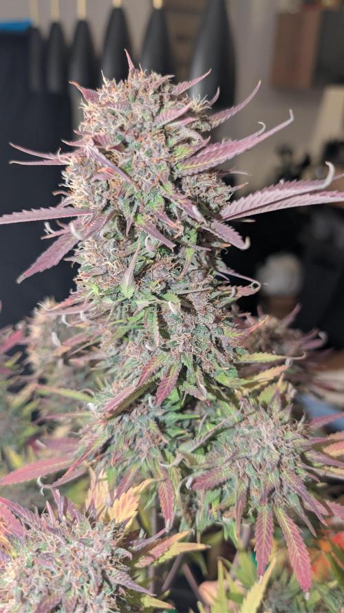 Last Auto Run. Week 11