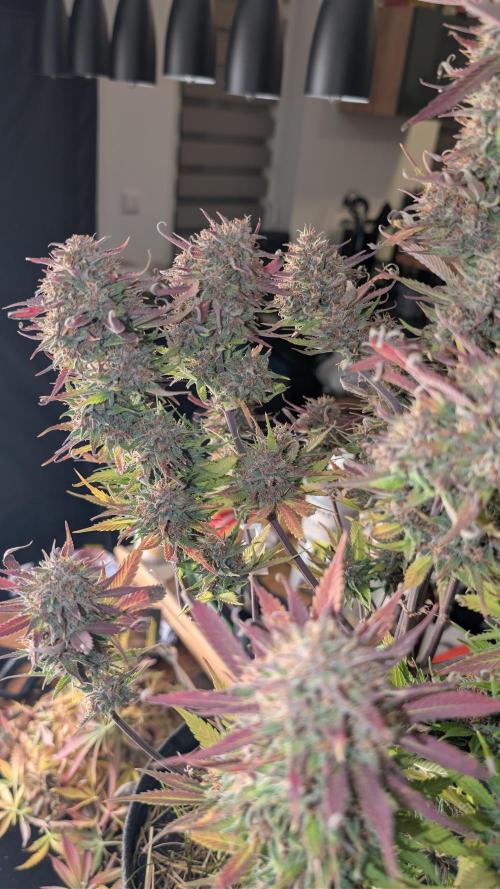 Last Auto Run. Week 11