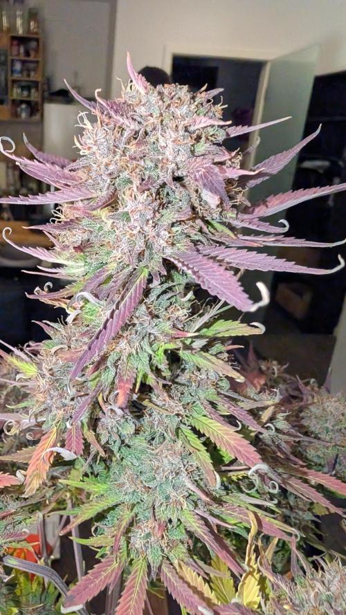 Last Auto Run. Week 11