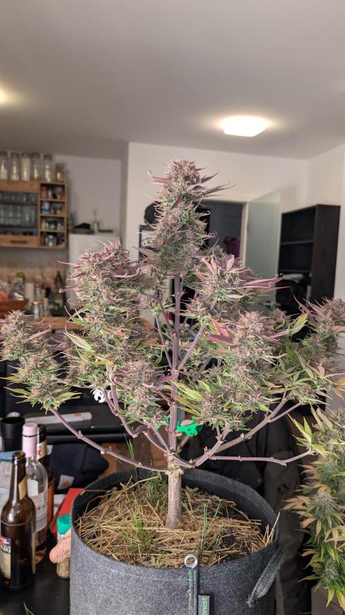 Last Auto Run. Week 11