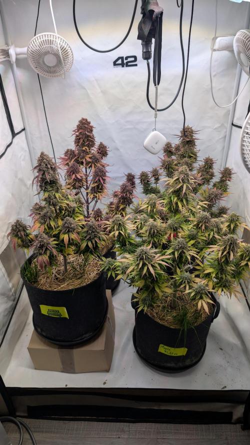 Last Auto Run. Week 11