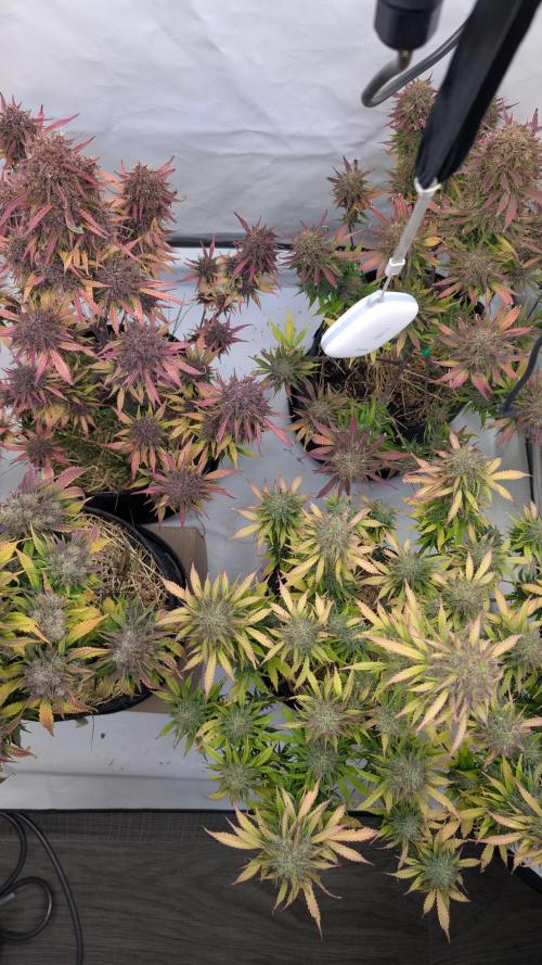 Last Auto Run. Week 11