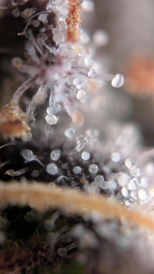 Last Auto Run. Week 11