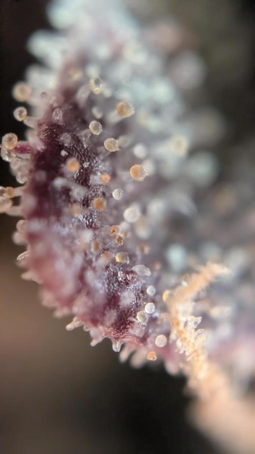 Last Auto Run. Week 11