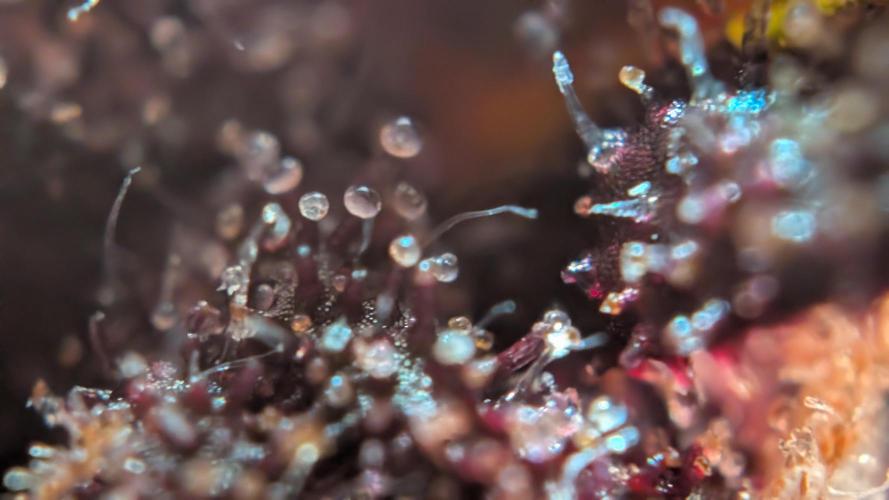 Last Auto Run. Week 11