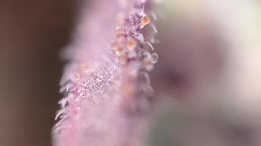 Last Auto Run. Week 11