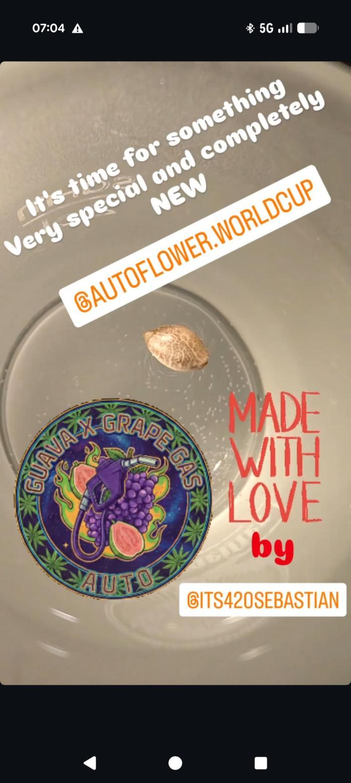 Guava X Grape Gas Autoflower WorldCup 26. Week 0