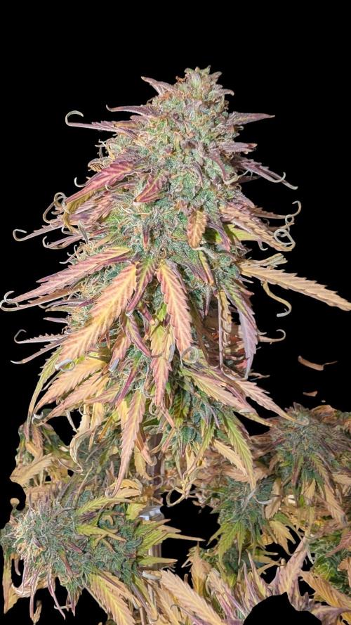 Last Auto Run. Week 12