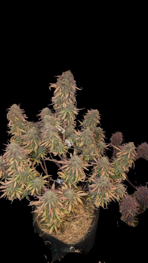 Last Auto Run. Week 12