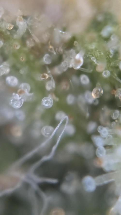 Last Auto Run. Week 12