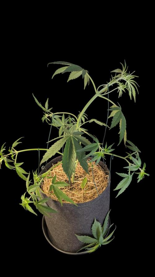 7up AWC 2026. Week 3