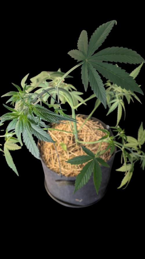 7up AWC 2026. Week 3