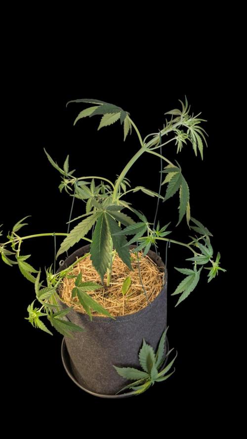 7up AWC 2026. Week 3