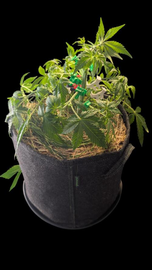 7up AWC 2026. Week 3