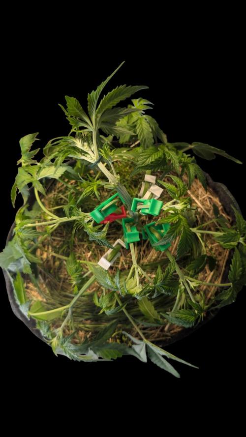 7up AWC 2026. Week 3