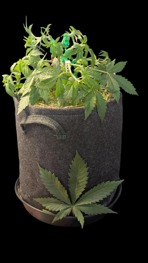 7up AWC 2026. Week 3