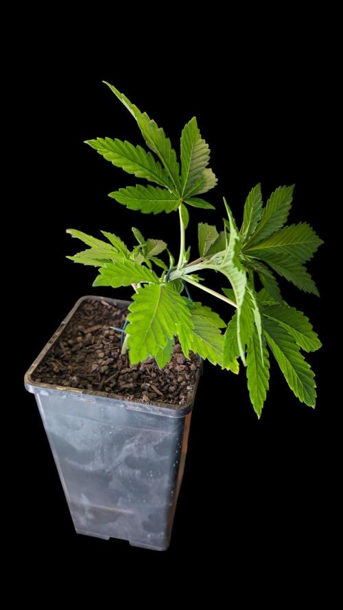 Cup Winning Strains 2026. Week 3
