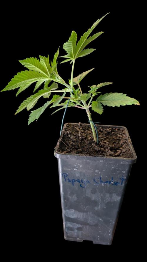 Cup Winning Strains 2026. Week 3