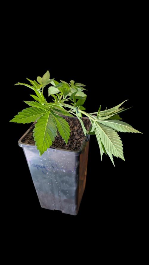 Cup Winning Strains 2026. Week 3