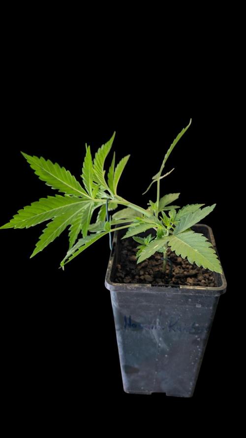 Cup Winning Strains 2026. Week 3