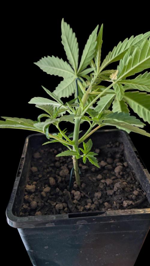Cup Winning Strains 2026. Week 3
