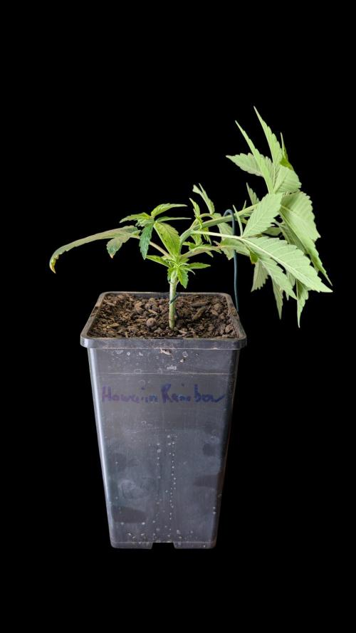 Cup Winning Strains 2026. Week 3