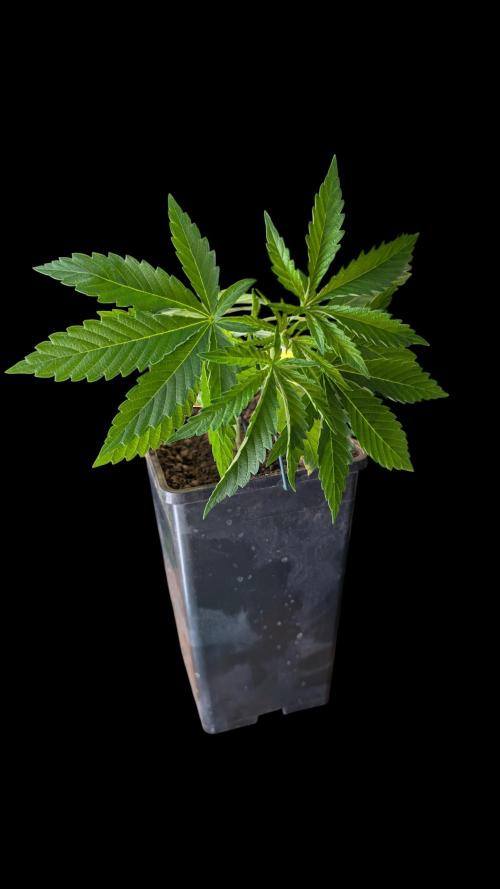Cup Winning Strains 2026. Week 3