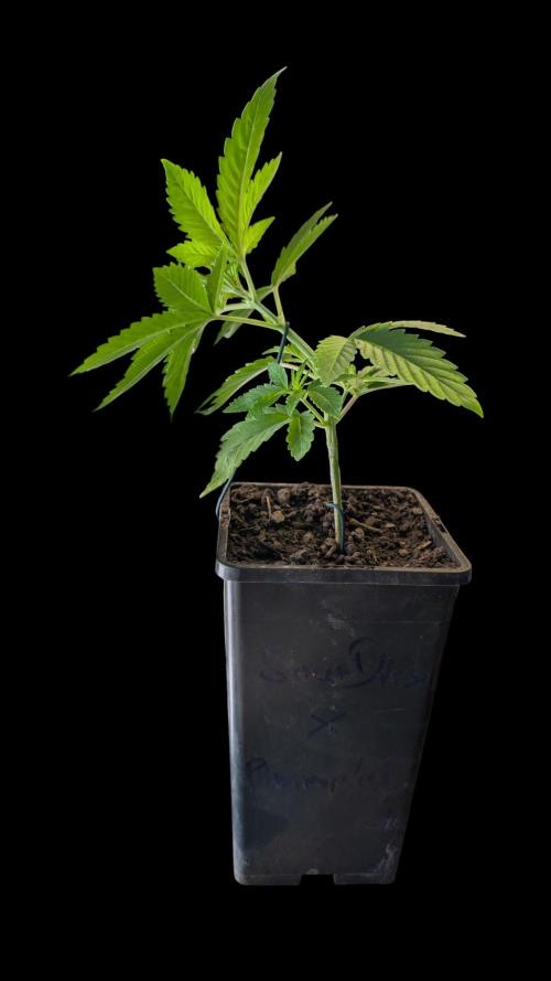Cup Winning Strains 2026. Week 3