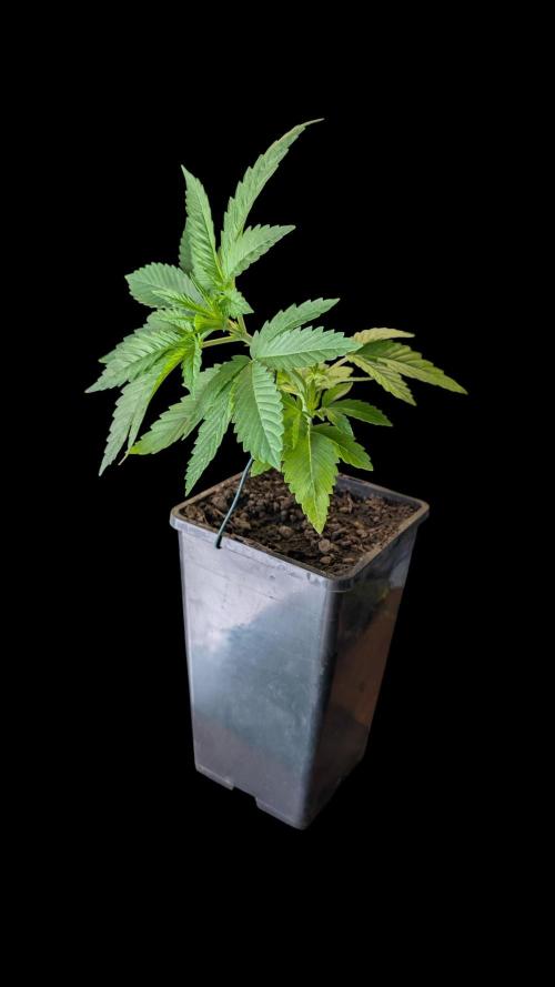 Cup Winning Strains 2026. Week 3