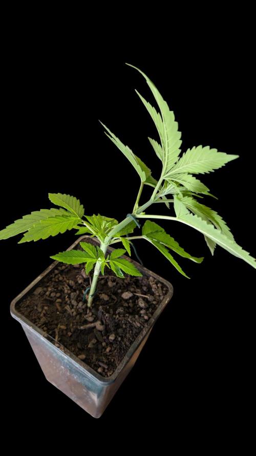 Cup Winning Strains 2026. Week 3