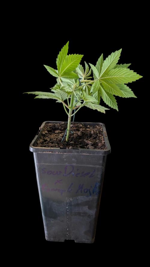 Cup Winning Strains 2026. Week 3