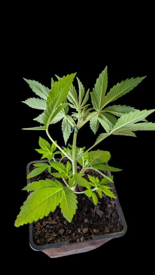 Cup Winning Strains 2026. Week 3
