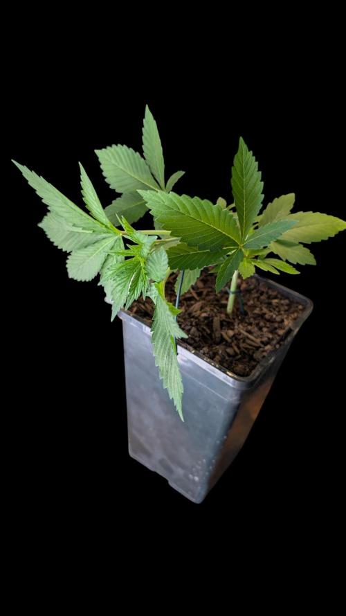 Cup Winning Strains 2026. Week 3