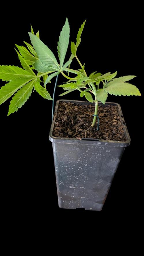 Cup Winning Strains 2026. Week 3