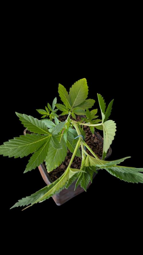 Cup Winning Strains 2026. Week 3