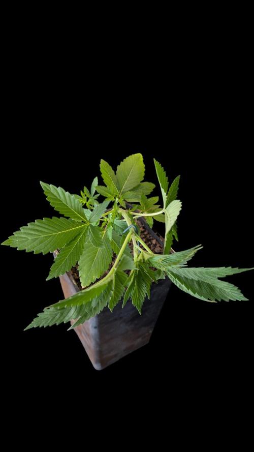 Cup Winning Strains 2026. Week 3