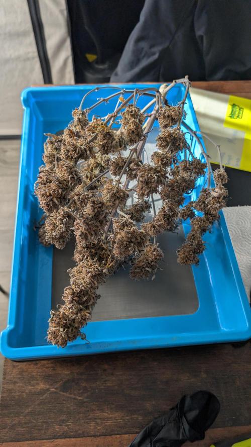 Last Auto Run. Week 13