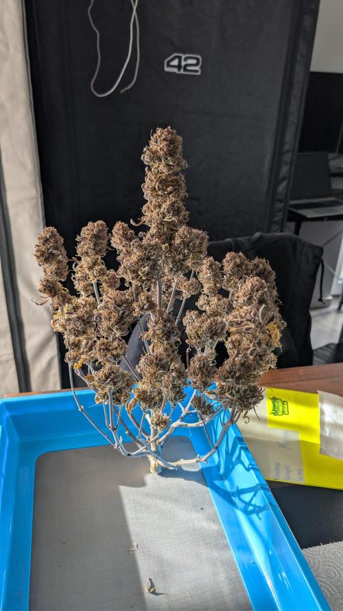 Last Auto Run. Week 13