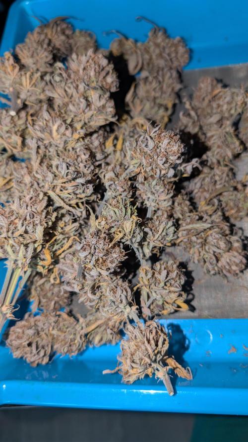 Last Auto Run. Week 13