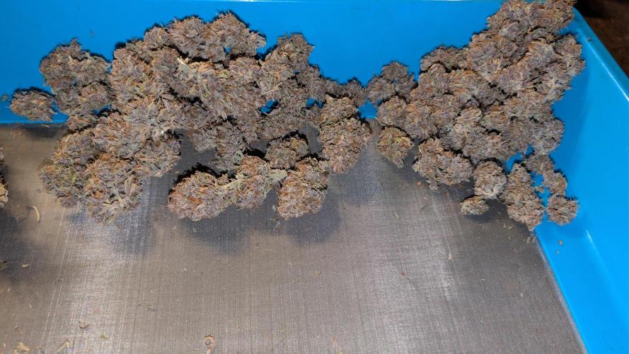 Last Auto Run. Week 13