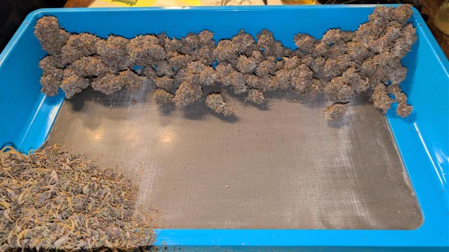 Last Auto Run. Week 13